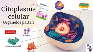 Citoplasma Celular 1  La Célula y sus Organelos  Histología Ross [upl. by Annitsirhc]