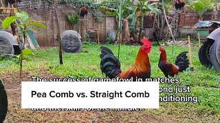 Gamefowl Bloodlines Pea Comb vs Straight Comb [upl. by Clements27]