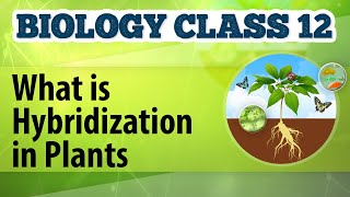 What Is Hybridization in Plants  Enhancement in Food Production  Biology Class 12 [upl. by Ailadi711]