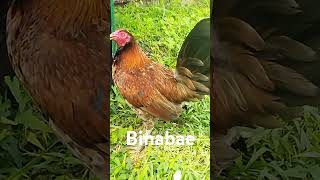 Binabae sabong online sabong rooster automobile sabongonlinetips chicken birds fightingcock [upl. by Knudson821]