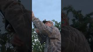 Duck MID AIR BUMP Duck Hunt  huntongaro Cabelas hevishot cabelas benelli divebombindustries [upl. by Aerdnu]