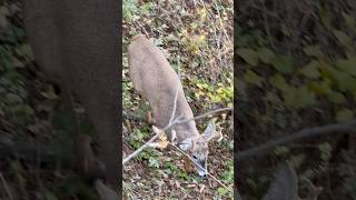 Palmated WI buck bowhuntingwhitetails deer hunting deer buck whitetail youngbucks wisconsin [upl. by Charil]