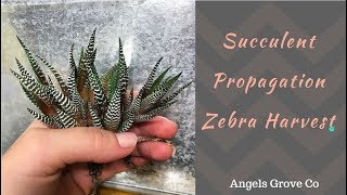 Haworthia Zebra Harvest 🦓  Angels Grove Co [upl. by Samara188]