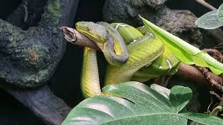 Emerald tree boa [upl. by Hedve]