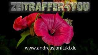 Bechermalve Lavatera trimestris Tanagra Timelapse Zeitraffer Blooming royal mallow [upl. by Pazia603]