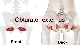 obturator externus [upl. by Francesco]