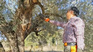 Curso de poda y manejo del olivar en Segorbe Castellón Olivo casi milenario I [upl. by Aja]