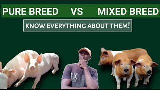 PURE BREED of pig vs MIXED BREED of pigs  Everything you need to know about them [upl. by Nurav]