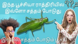 இரவில் சத்தம் போடும் பூச்சி  fly insects greenfly viral trending viralreels animals forest [upl. by Annor]