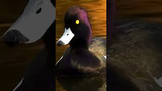 Real sounds of tufted ducks kuifeend tufted [upl. by Ydor432]