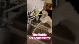 Battle for some water cat kittten catlover cute kittenland [upl. by Eijneb960]