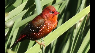 BENGALI ROJO Red Avadavat Amandava amandava 4K [upl. by Sana]