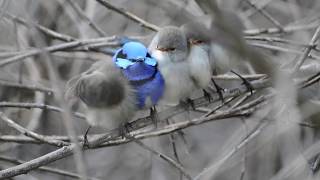 Splendid fairy wrens of Bedfordale Western Australia [upl. by Nnylassej]