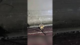 Cellar Spider vs Wolf Spider spiderbattles bugwars cellarspider wolfspider [upl. by Cyprio]