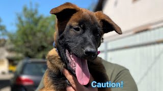 Caution Malinois puppies 🔥🐕‍🦺 [upl. by Brie]