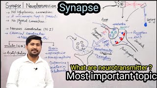 179 Synapse  Neurotransmission  Fsc 2nd year biology [upl. by Barmen864]