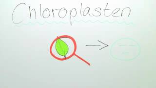 CHLOROPLASTEN  BAU UND FUNKTION  VERTIEFUNGSWISSEN  Biologie  Stoffwechselbiologie [upl. by Skrap954]