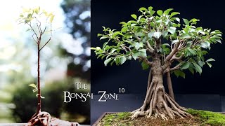 31 Years of My Ficus microcarpa The Bonsai Zone Dec 2023 [upl. by Bevan]