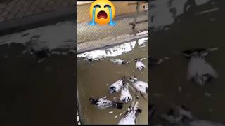 😭🕊️😭Red na kerg jidgi pigeon kabtar kabootar reels trendingshorts pigeonlover ytviral कबूतर [upl. by Samal504]