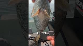 BIG SMALLMOUTH BASS BALLON bassfishing fishing fishfishcatching 2024 hunt catchandrelease [upl. by Zoie]