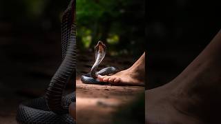 Click here 👆to watch full video  Snake bite video  cobra snake bite snakebite shorts [upl. by Narak]