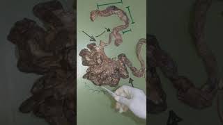 The Gastrointestinal tract of the Dog [upl. by Obala734]