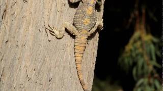 Roughtail Rock Agama  Laudakia stellio stellio [upl. by Naujat]