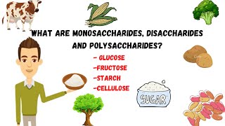 Monosaccharides disaccharidepolysaccharides sugarssucrosestarchcellulose [upl. by Cida]