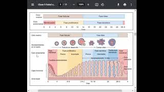 Ciclo Menstrual [upl. by Lubba]