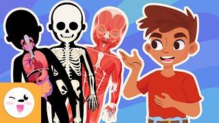 Relación entre las funciones vitales y los sistemas del cuerpo humano  Ciencias para niños [upl. by Elwaine399]