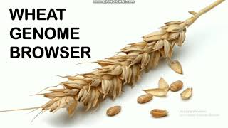 Wheat genome browser tutorial [upl. by Herv]