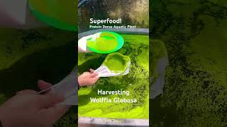 Wolffia Globosa  Superfood Protein Rich Plant superfood asmr protein gardening garden [upl. by Gainor]