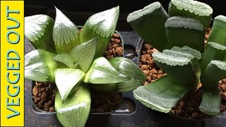 HAWORTHIA SUCCULENT PLANT CARE  WHEN amp HOW TO WATER  TRUNCATA MORE [upl. by Potter657]