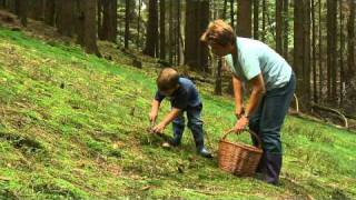 Pilze sammeln im HerbstSpessart [upl. by Filbert945]