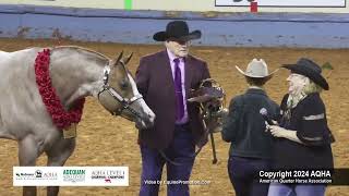 Select 2YearOld Stallions  2024 AQHA World Championship Show [upl. by Atikahc]