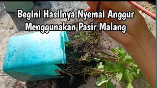 Semai batang anggur menggunakan pasir malang Hasilnya [upl. by Hanah]