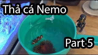 Part 5 Hướng Dẫn Thả Cá Nemo Và Hải Quỳ [upl. by Admana]