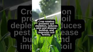 Crop Rotation Benefits for Soil BuckeyeBloomstead gardeningadvice gardening [upl. by Natsrik]