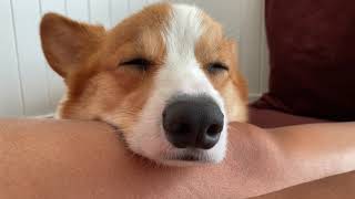 Corgi Snoring [upl. by Sussman]