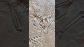 Archaeopteryx Nr1 The London specimen cast fossils archaeopteryx dinosaur [upl. by Drawoh176]