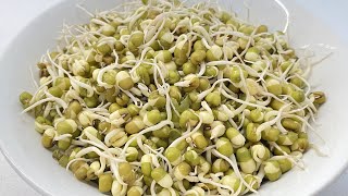 How to Sprout Mung Beans [upl. by Marcus]