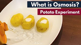 Osmosis What is Osmosis  Definition  Osmosis using Potato  Biology [upl. by Odla]