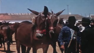 Feira do Cavalo Estremoz 1958 [upl. by Betteanne]