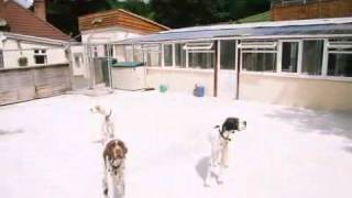 Boarding Kennels amp Cattery  Lapford Lodge Boarding Kennels amp Cattery [upl. by Lira]