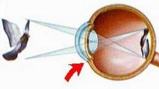 How the Body Works  The Focusing Mechanism [upl. by Yema]