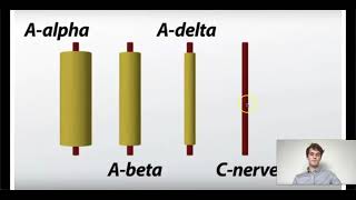 MCAT Question of the Day Neuron Fibers and Conduction Rates [upl. by Nowed]