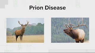 VERIFY What is chronic wasting disease and can you catch it [upl. by Mesics]