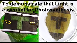 Light is essential for Photosynthesis Practical Experiment [upl. by Merat336]