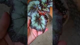 Бегония КМ Тихий Омут 🌌 begonia plants garden flowers urbanjungle plantlover [upl. by Samp]