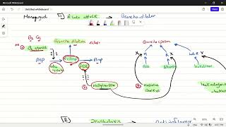 Bronchial asthma pharmacology 1 [upl. by Eed]